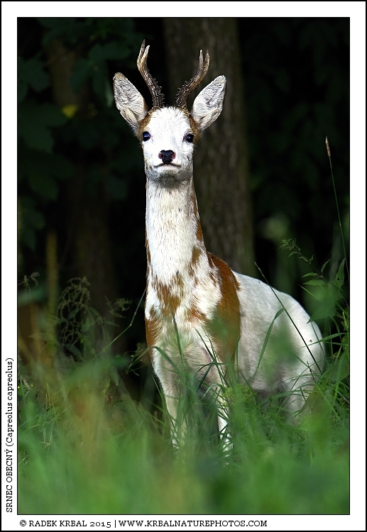 Srnec obecn� | Roe Deer | Reh | Capreolus capreolus