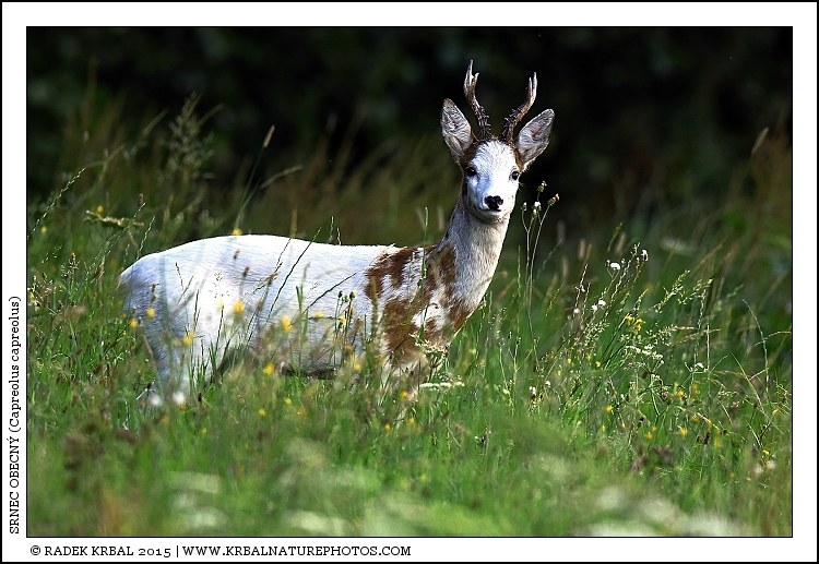 Srnec obecn� | Roe Deer | Reh | Capreolus capreolus