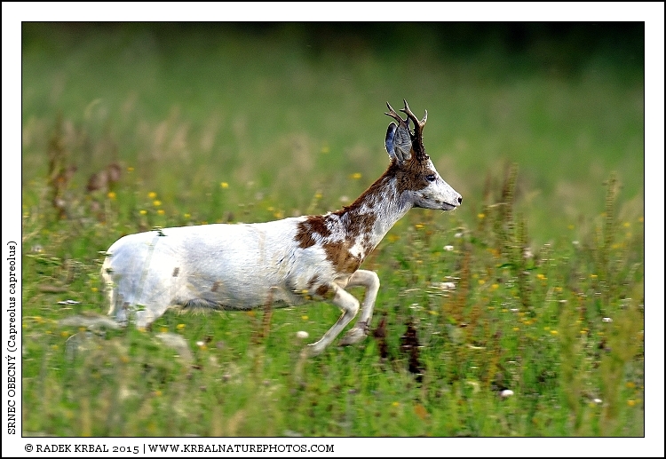 Srnec obecn� | Roe Deer | Reh | Capreolus capreolus