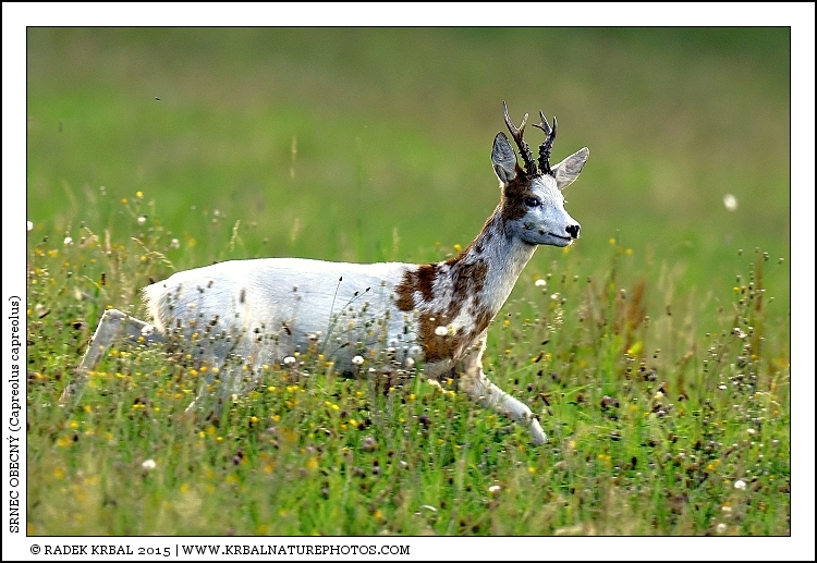 Srnec obecn� | Roe Deer | Reh | Capreolus capreolus