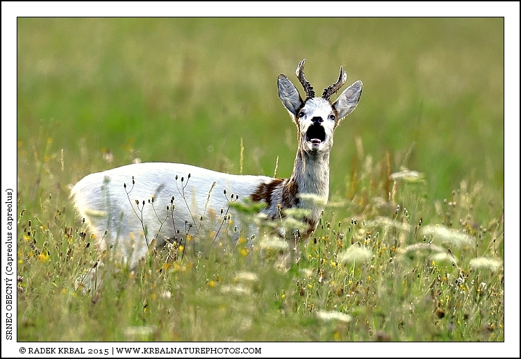 Srnec obecn� | Roe Deer | Reh | Capreolus capreolus