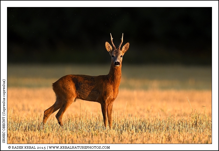 Srnec obecn� | Roe Deer | Reh | Capreolus capreolus