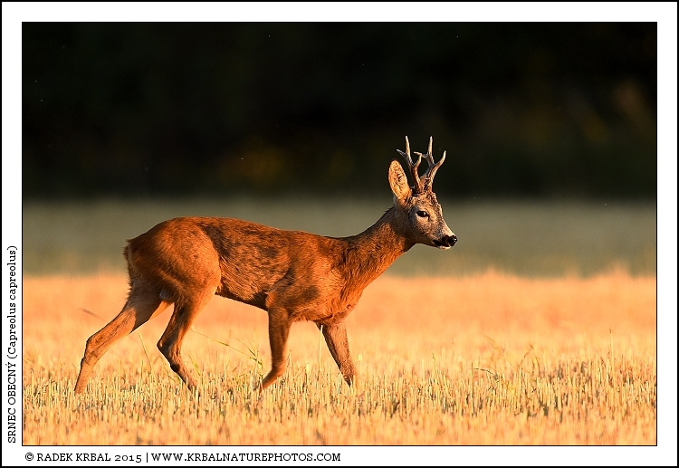 Srnec obecn� | Roe Deer | Reh | Capreolus capreolus