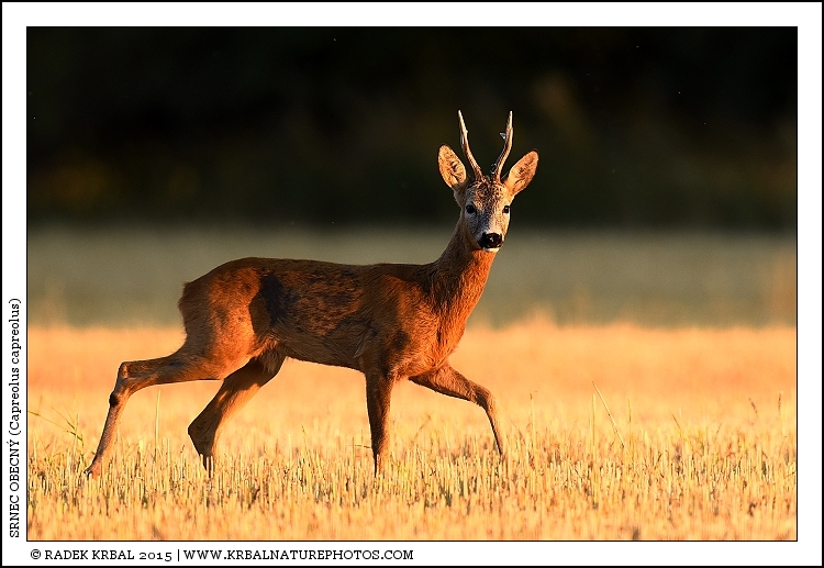 Srnec obecn� | Roe Deer | Reh | Capreolus capreolus