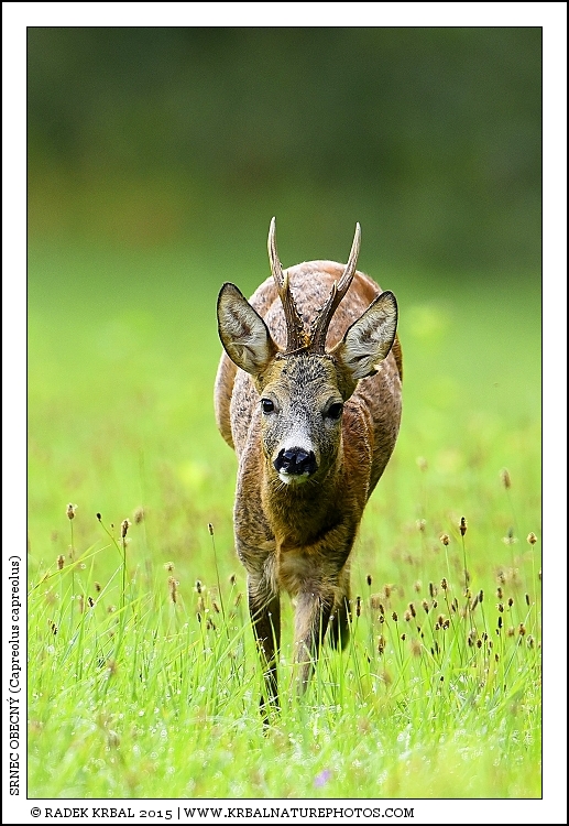 Srnec obecn� | Roe Deer | Reh | Capreolus capreolus