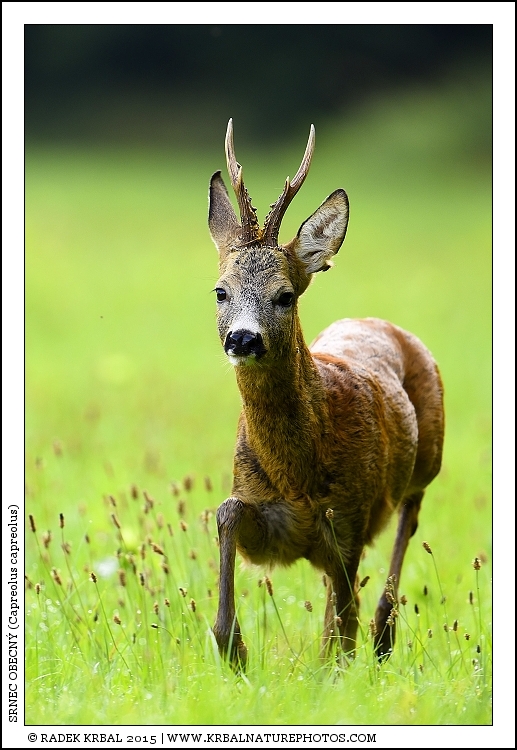 Srnec obecn� | Roe Deer | Reh | Capreolus capreolus