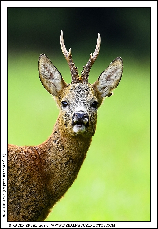 Srnec obecn� | Roe Deer | Reh | Capreolus capreolus