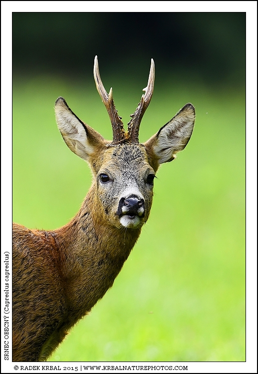 Srnec obecn� | Roe Deer | Reh | Capreolus capreolus
