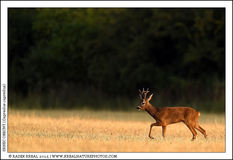 Srnec obecn� | Roe Deer | Reh | Capreolus capreolus