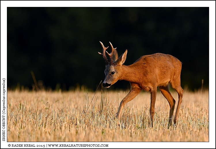Srnec obecn� | Roe Deer | Reh | Capreolus capreolus