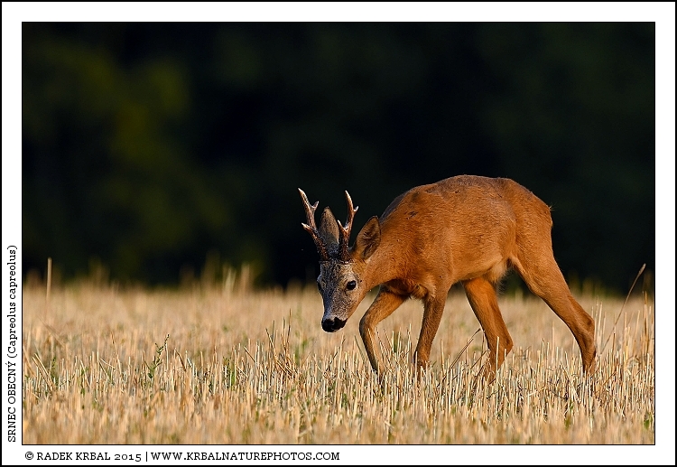 Srnec obecn� | Roe Deer | Reh | Capreolus capreolus