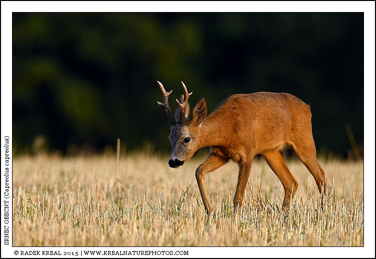 Srnec obecn� | Roe Deer | Reh | Capreolus capreolus