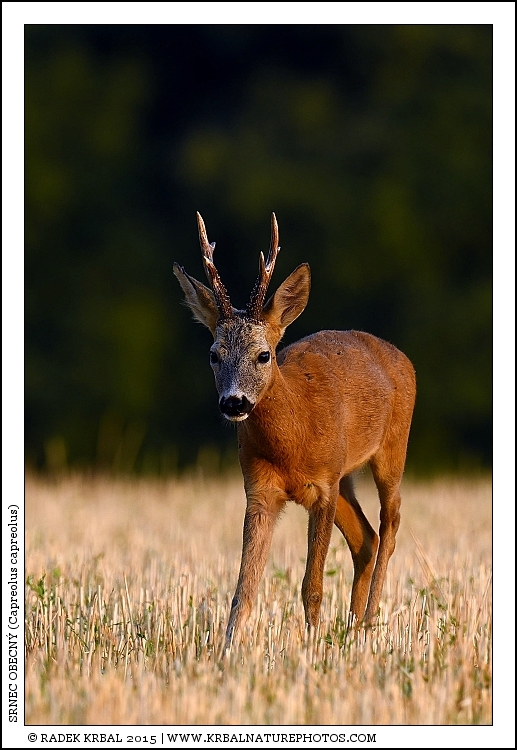 Srnec obecn� | Roe Deer | Reh | Capreolus capreolus