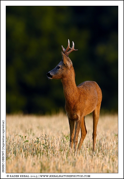 Srnec obecn� | Roe Deer | Reh | Capreolus capreolus