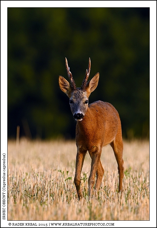 Srnec obecn� | Roe Deer | Reh | Capreolus capreolus