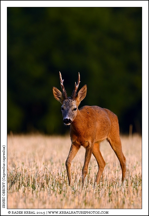 Srnec obecn� | Roe Deer | Reh | Capreolus capreolus