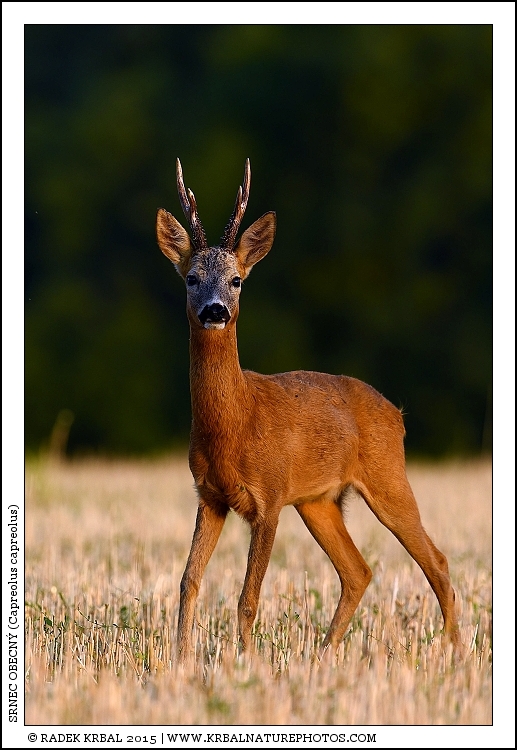 Srnec obecn� | Roe Deer | Reh | Capreolus capreolus