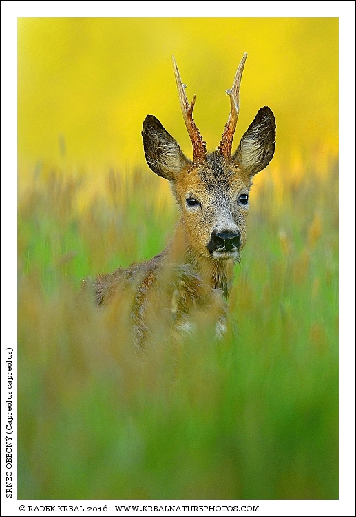 Srnec obecn� | Roe Deer | Reh | Capreolus capreolus