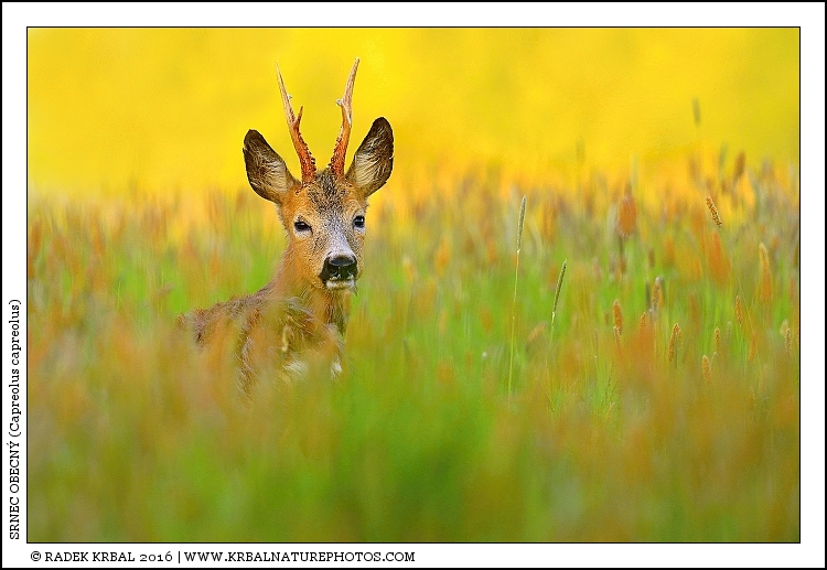 Srnec obecn� | Roe Deer | Reh | Capreolus capreolus