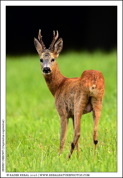 Srnec obecn� | Roe Deer | Reh | Capreolus capreolus