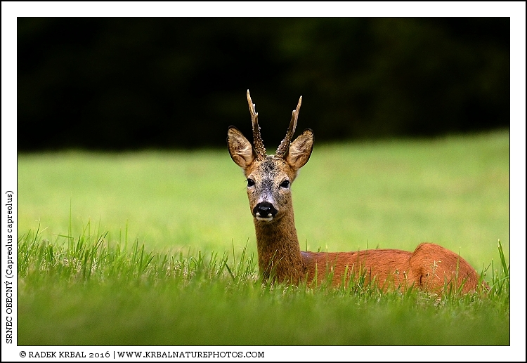 Srnec obecn� | Roe Deer | Reh | Capreolus capreolus