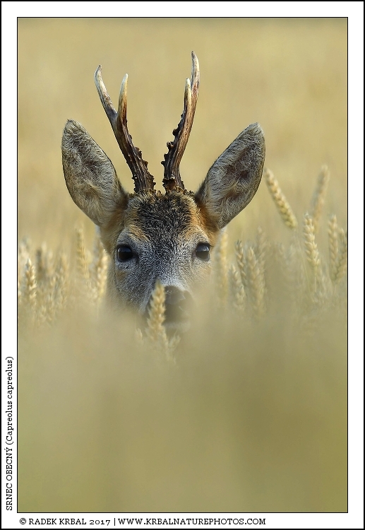 Srnec obecn� | Roe Deer | Reh | Capreolus capreolus