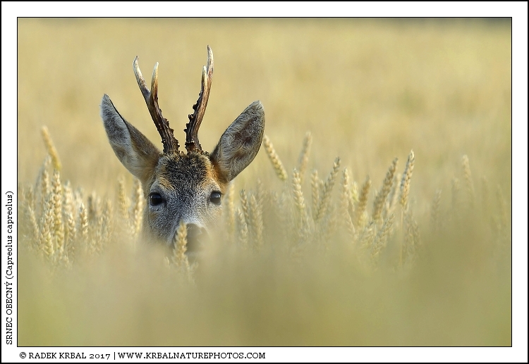 Srnec obecn� | Roe Deer | Reh | Capreolus capreolus