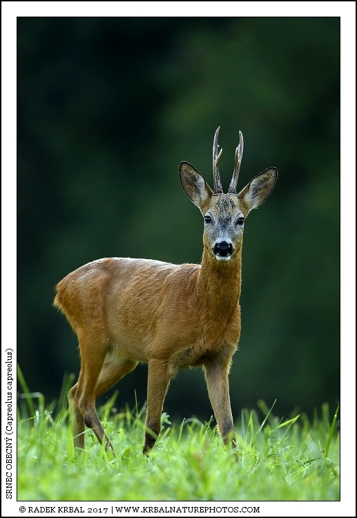 Srnec obecn� | Roe Deer | Reh | Capreolus capreolus