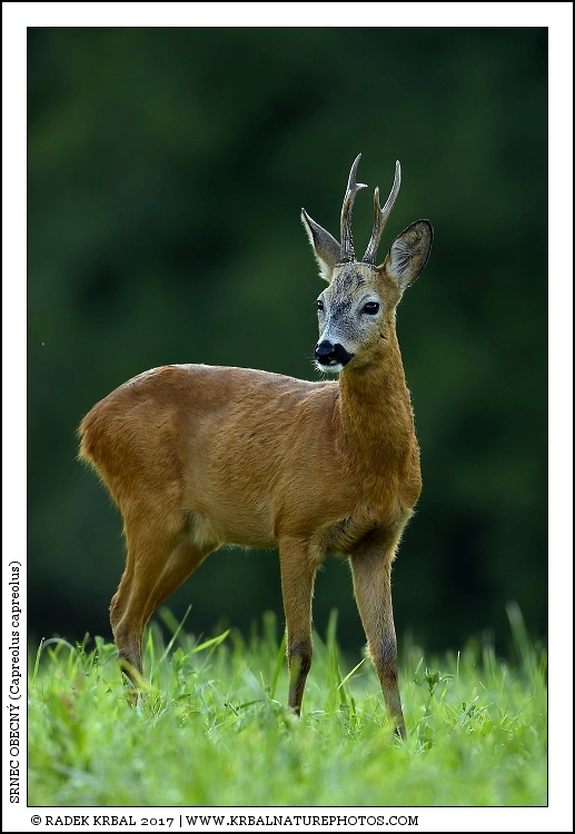Srnec obecn� | Roe Deer | Reh | Capreolus capreolus