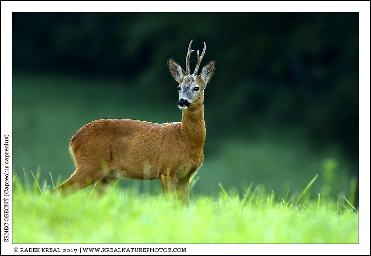 Srnec obecn� | Roe Deer | Reh | Capreolus capreolus