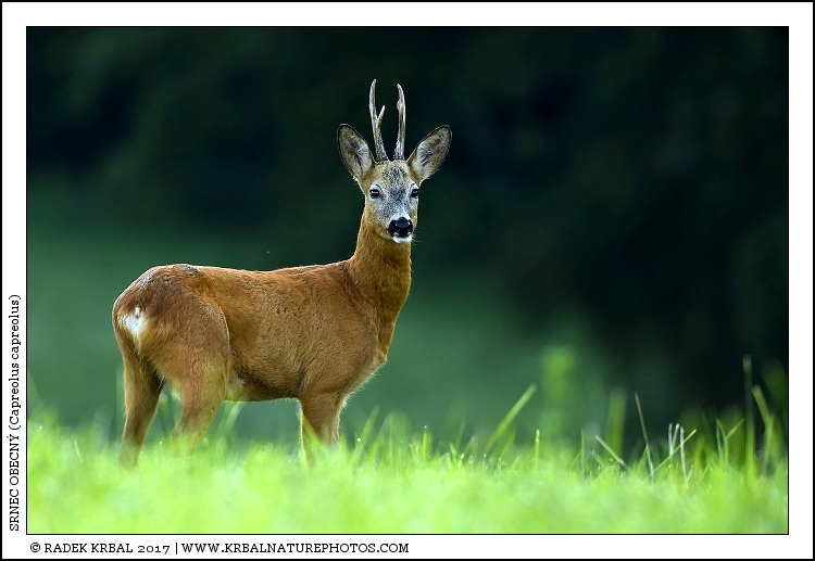 Srnec obecn� | Roe Deer | Reh | Capreolus capreolus