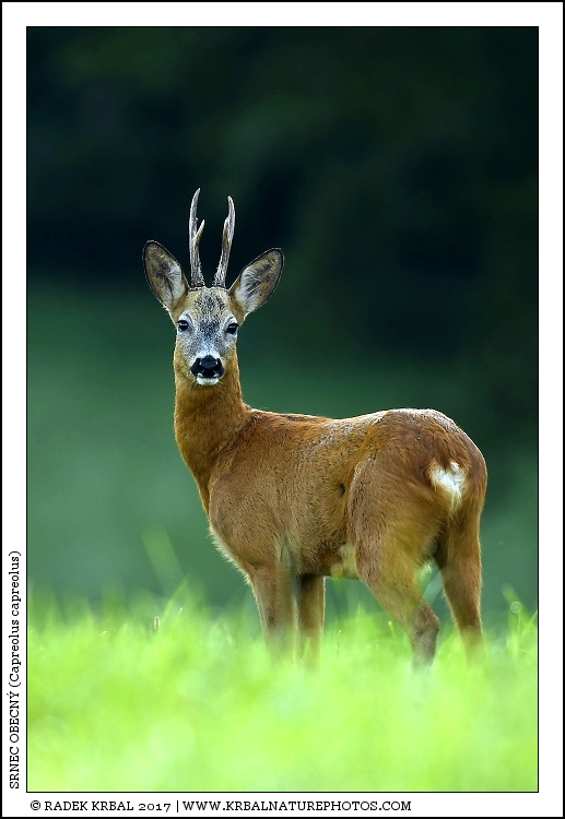 Srnec obecn� | Roe Deer | Reh | Capreolus capreolus