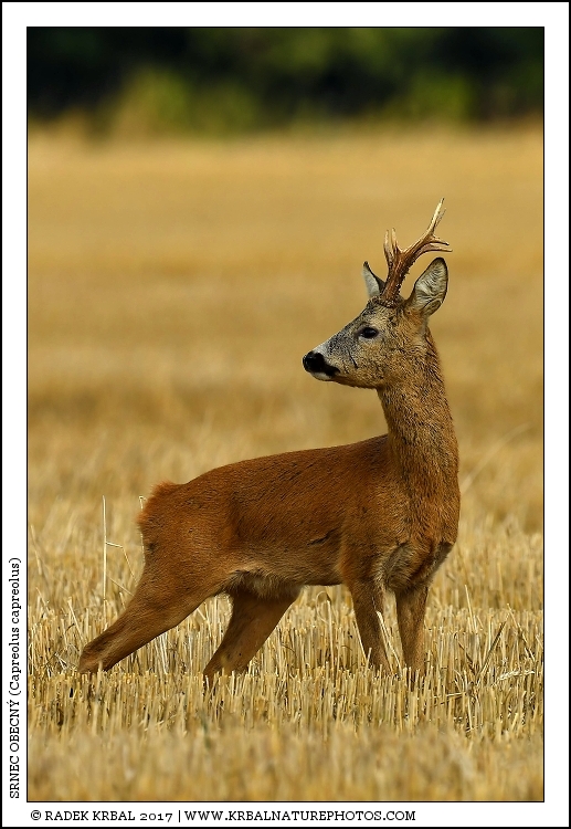 Srnec obecn� | Roe Deer | Reh | Capreolus capreolus