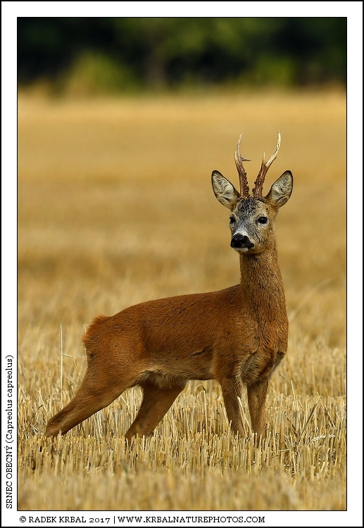 Srnec obecn� | Roe Deer | Reh | Capreolus capreolus