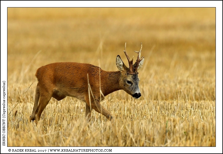 Srnec obecn� | Roe Deer | Reh | Capreolus capreolus