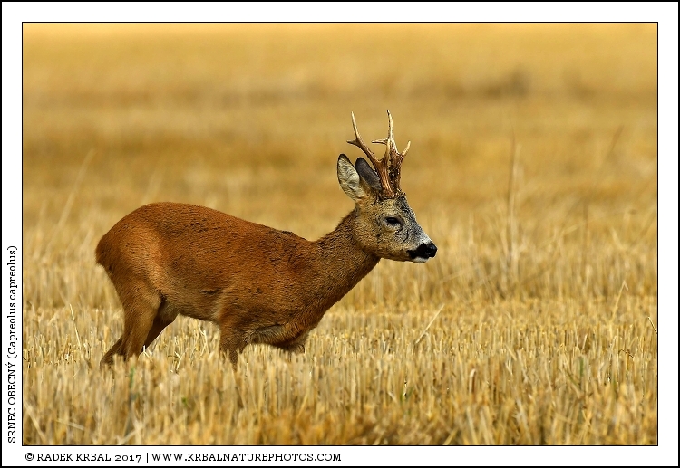Srnec obecn� | Roe Deer | Reh | Capreolus capreolus