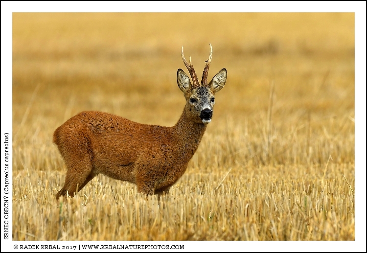 Srnec obecn� | Roe Deer | Reh | Capreolus capreolus