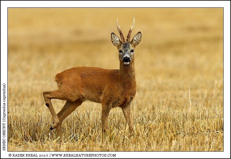 Srnec obecn� | Roe Deer | Reh | Capreolus capreolus