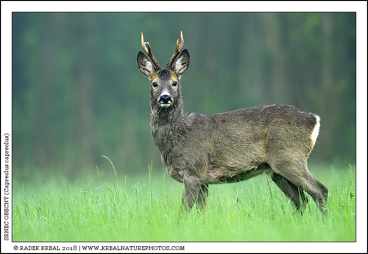 Srnec obecn� | Roe Deer | Reh | Capreolus capreolus
