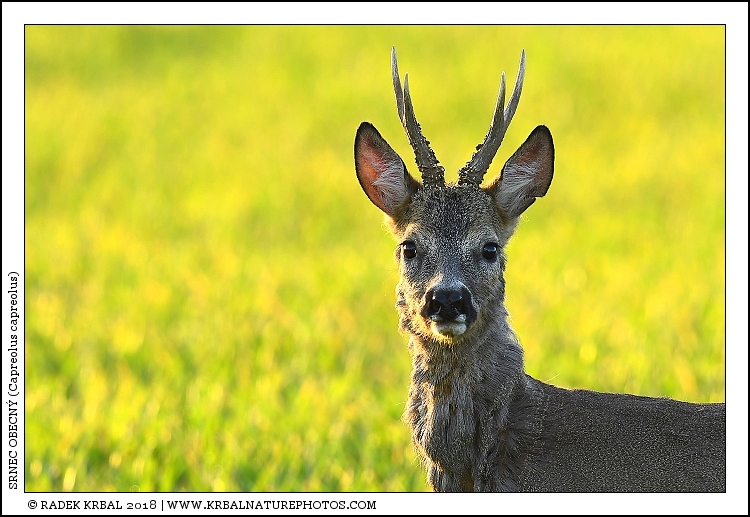 Srnec obecn� | Roe Deer | Reh | Capreolus capreolus