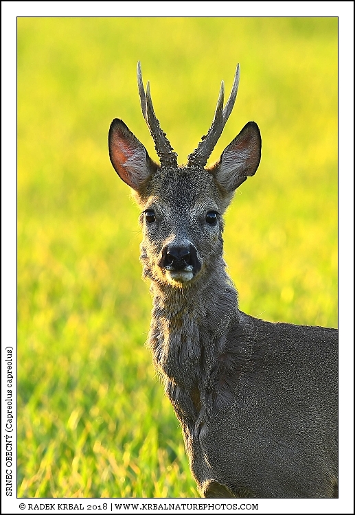 Srnec obecn� | Roe Deer | Reh | Capreolus capreolus