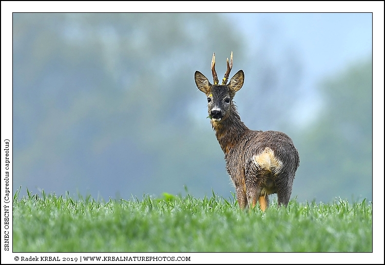 Srnec obecn� | Roe Deer | Reh | Capreolus capreolus