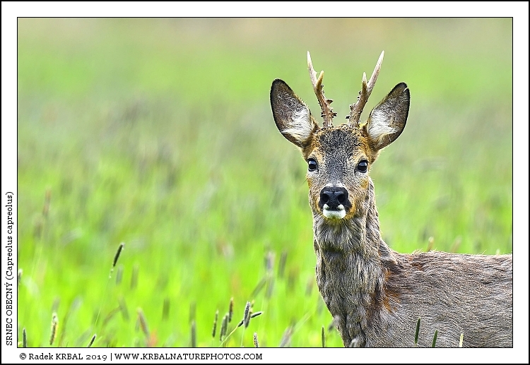 Srnec obecn� | Roe Deer | Reh | Capreolus capreolus