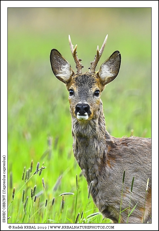 Srnec obecn� | Roe Deer | Reh | Capreolus capreolus