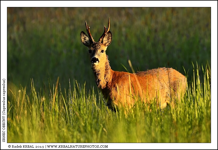 Srnec obecn� | Roe Deer | Reh | Capreolus capreolus