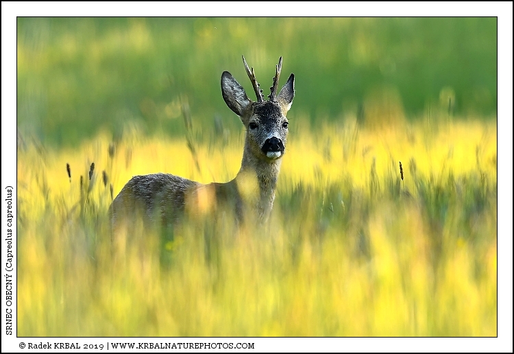 Srnec obecn� | Roe Deer | Reh | Capreolus capreolus