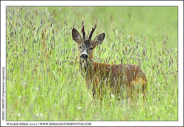 Srnec obecn� | Roe Deer | Reh | Capreolus capreolus