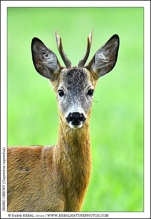 Srnec obecn� | Roe Deer | Reh | Capreolus capreolus