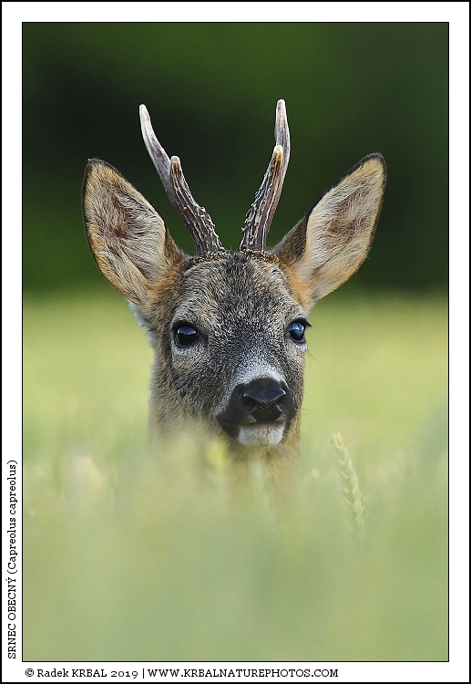 Srnec obecn� | Roe Deer | Reh | Capreolus capreolus