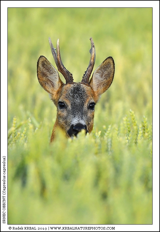 Srnec obecn� | Roe Deer | Reh | Capreolus capreolus